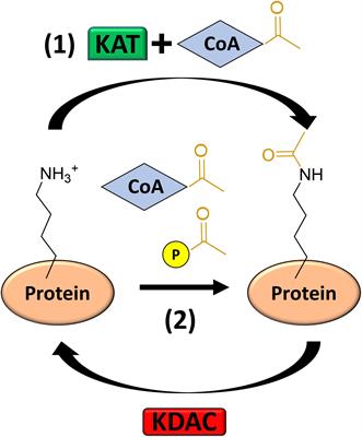 Post-translational Protein Acetylation: An Elegant Mechanism for Bacteria to Dynamically Regulate Metabolic Functions